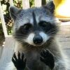 rich_raccoon